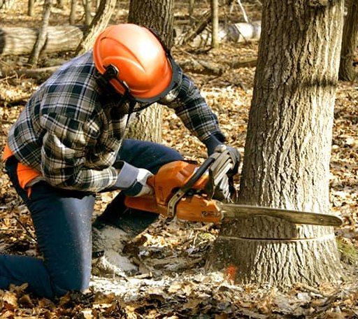 Tree Removal in Oak Hill, OH